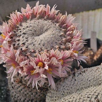 Mammillaria pectinifera